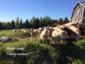 Lampaita laiduntamassa tekstillä "Hyvää kesää! Trevlig sommar!".