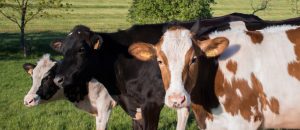 Kolme lehmää seisovat ulkona laitumella kesäaikaan.