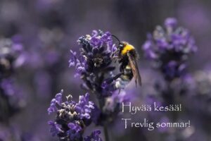 Kimalainen imee mettä kukasta, tekstinä "Hyvää kesää! Trevlig sommar!"