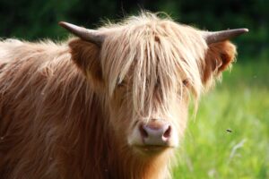 Ylämaankarjan nauta seisoo laitumella ja katsoo kameraan.