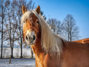 Kuvassa hevonen seisoo ja katsoo kameraan talvisessa maisemassa.