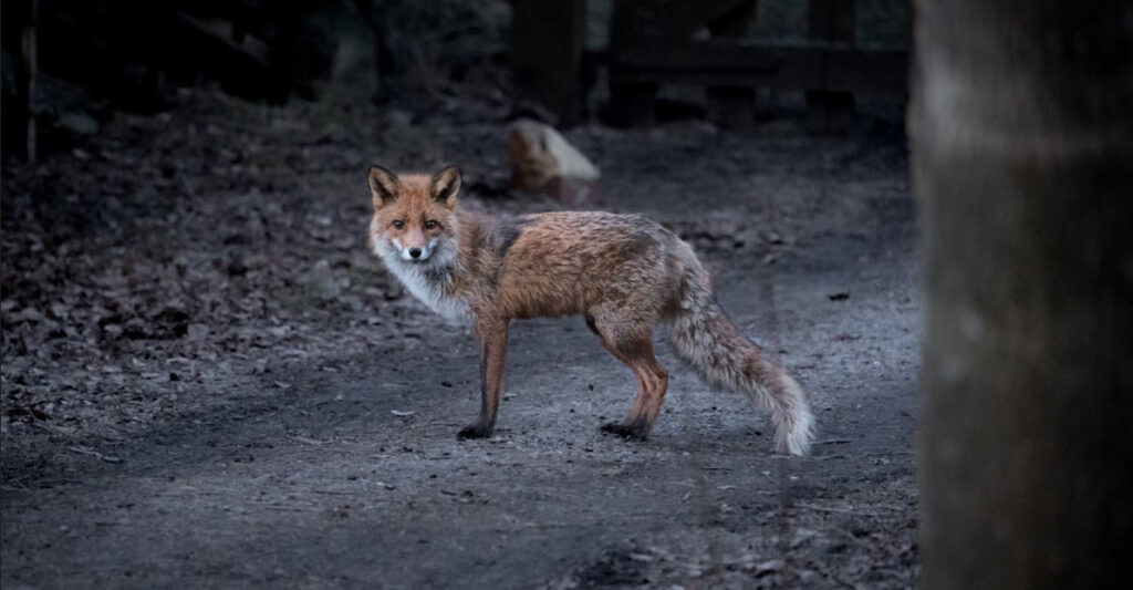 Räven står på en skogsväg och tittar in i kameran.