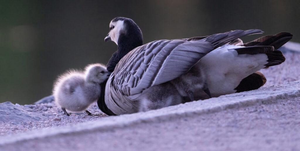 Sjöfågeln rastar med sina ungar.