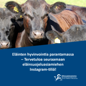 Kuvassa lauma mustia nautoja katsoo kameraan. Teksti "Eläinten hyvinvointia parantamassa. Tervetuloa seuraamaan eläinsuojeluasiamiehen Instagram-tiliä".
