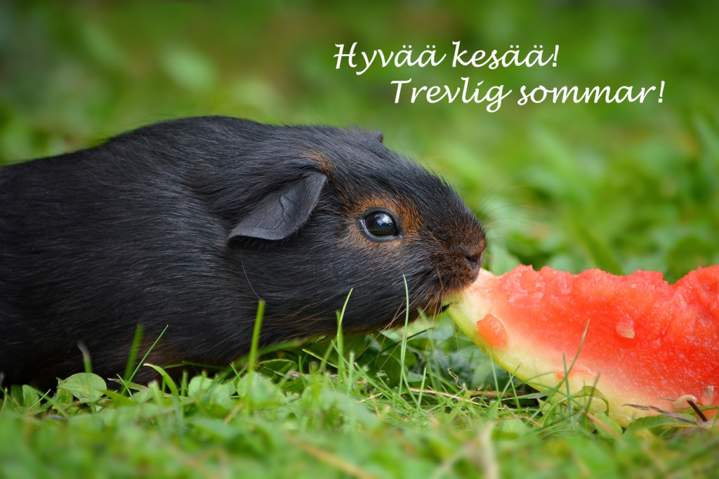 Kuvassa marsu syö nurmikolla vesimeloonia, yläpuolella teksti Hyvää kesää! Trevlig sommar!