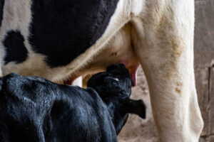 Kuvassa vasikka imee maitoa lehmän utareesta.