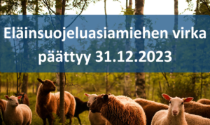 Lampaita laitumella. Teksti: ELäinsuojeluasiamiehen virka päättyy 31.12.2023