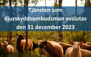 Får i hagen. Bilden innehåller texten: "Tjänsten som djurskyddsombudsman avslutas den 31 december 2023".