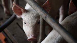 Kuvassa sika sikalassa.