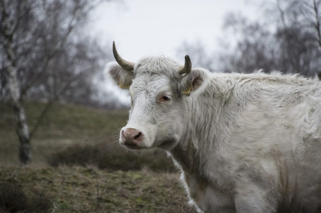 En vit ko står på en utegård.